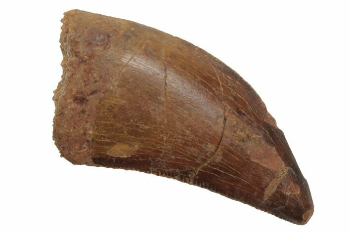 Serrated, Carcharodontosaurus Tooth - Morocco #212513